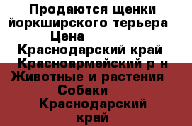 Продаются щенки йоркширского терьера  › Цена ­ 10 000 - Краснодарский край, Красноармейский р-н Животные и растения » Собаки   . Краснодарский край